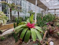Kebun Raya Cibodas Membuka Kembali Rumah Kaca Nepenthes