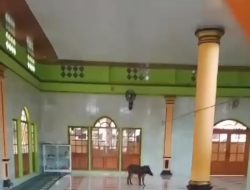 Seekor Babi Hutan Masuk ke Masjid Menggegerkan Warga Di Cianjur