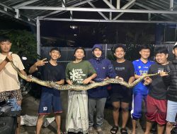 Ular Piton Sepanjang 2.5 Meter Berhasil Di tangkap Warga Saat Hendak Memasuki Rumah Di Karang tengah Cianjur