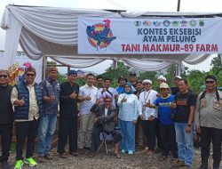 Di ikuti 300 Peserta, Kontes Exibisi Ayam Pelung Di Selenggarakan Di Cibeber Cianjur