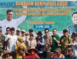 Sinergi Pemerintah dan Swasta,Cianjur Tanam Padi Gogo Di Lahan Perkebunan Untuk Wujudkan Kemandirian Pangan