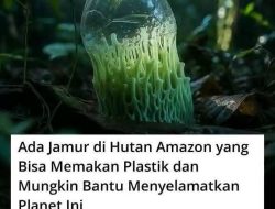 Luar Biasa Jamur Bisa Makan Plastik Dari Hutan Amazon
