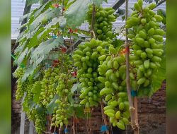 Tips Mudah Menanam Pohon Anggur Di Pekarangan Rumah